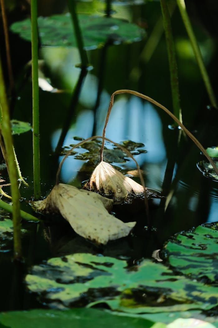 About pexels photo 33909375.jpeg